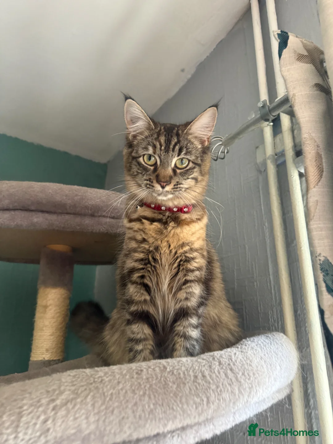 Mixed Breed cats for sale: Azura  - Advert 2