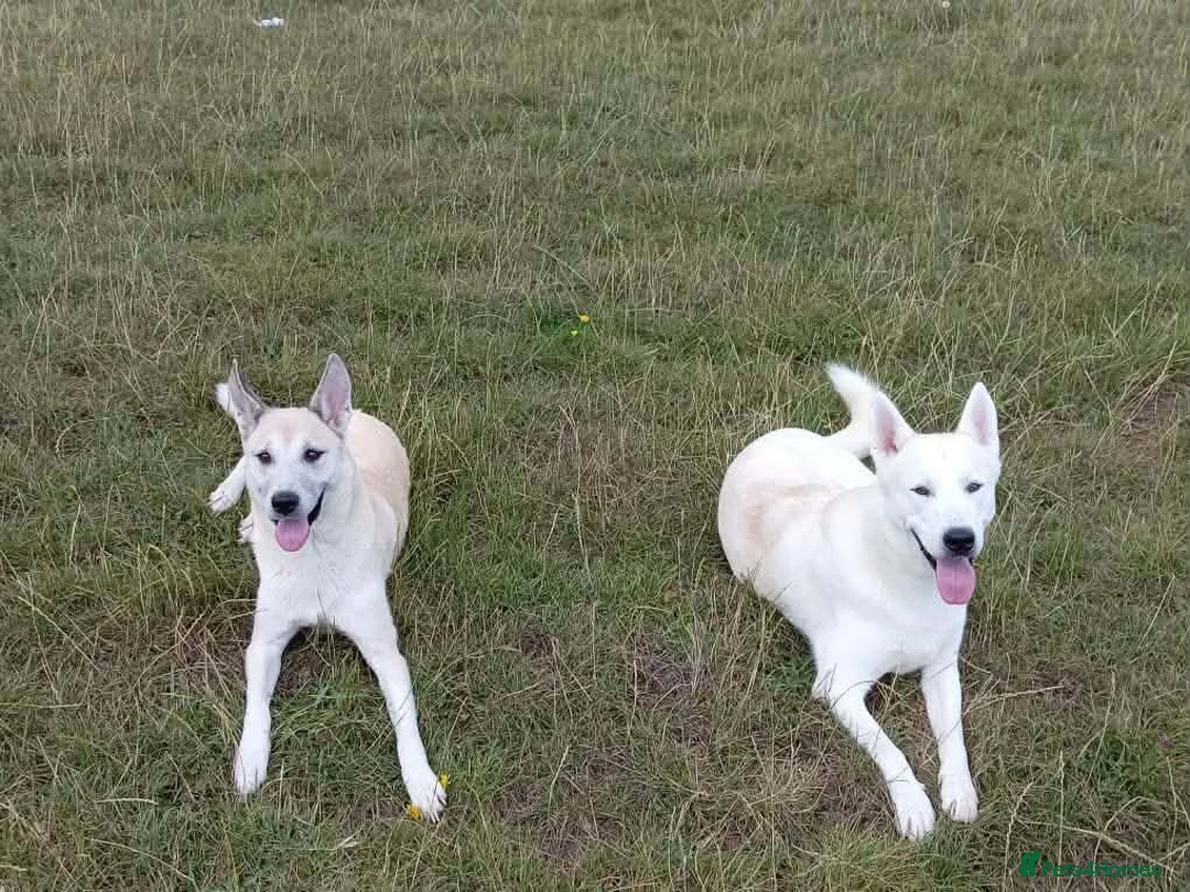 Siberian Husky dogs for sale: Last boy of a litter of 6 - Advert 5