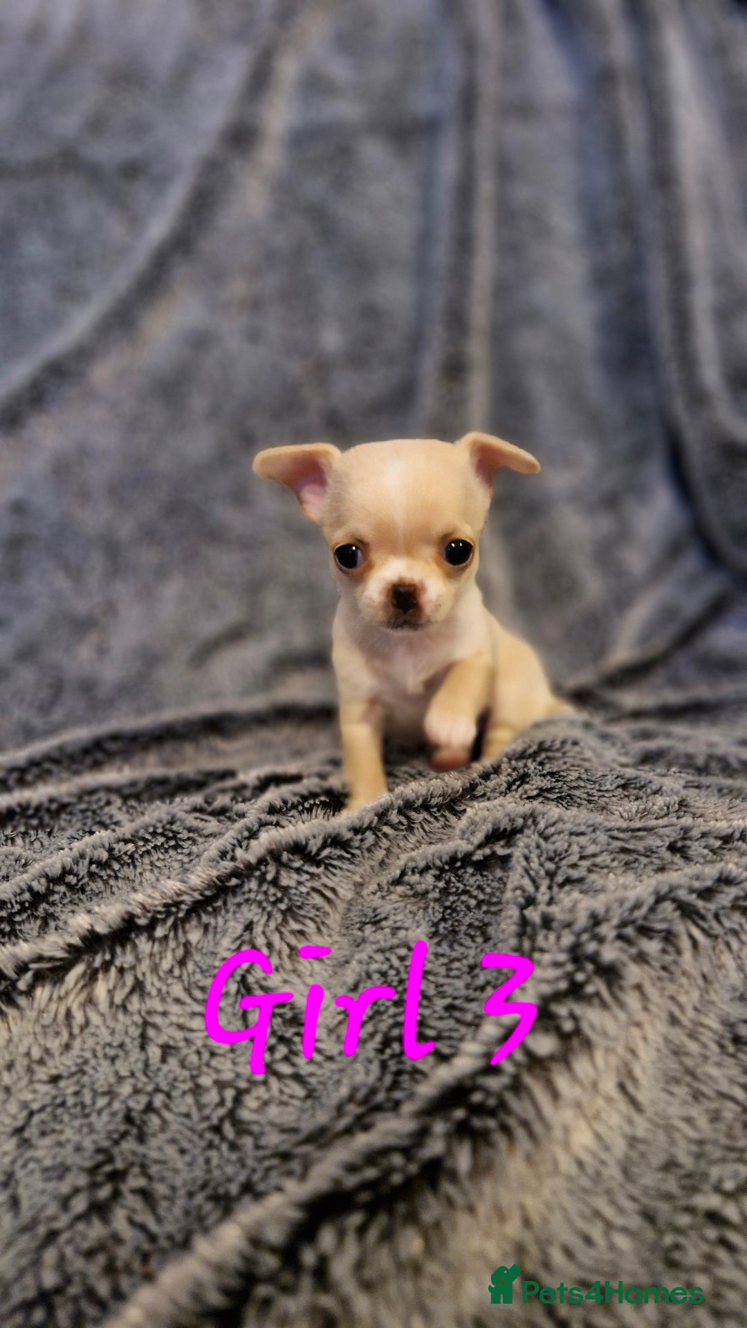 Chihuahua dogs for sale: 🐶READY TO LEAVE🐶 LAST ONE Tiny Chihuahua Puppies - Advert 34
