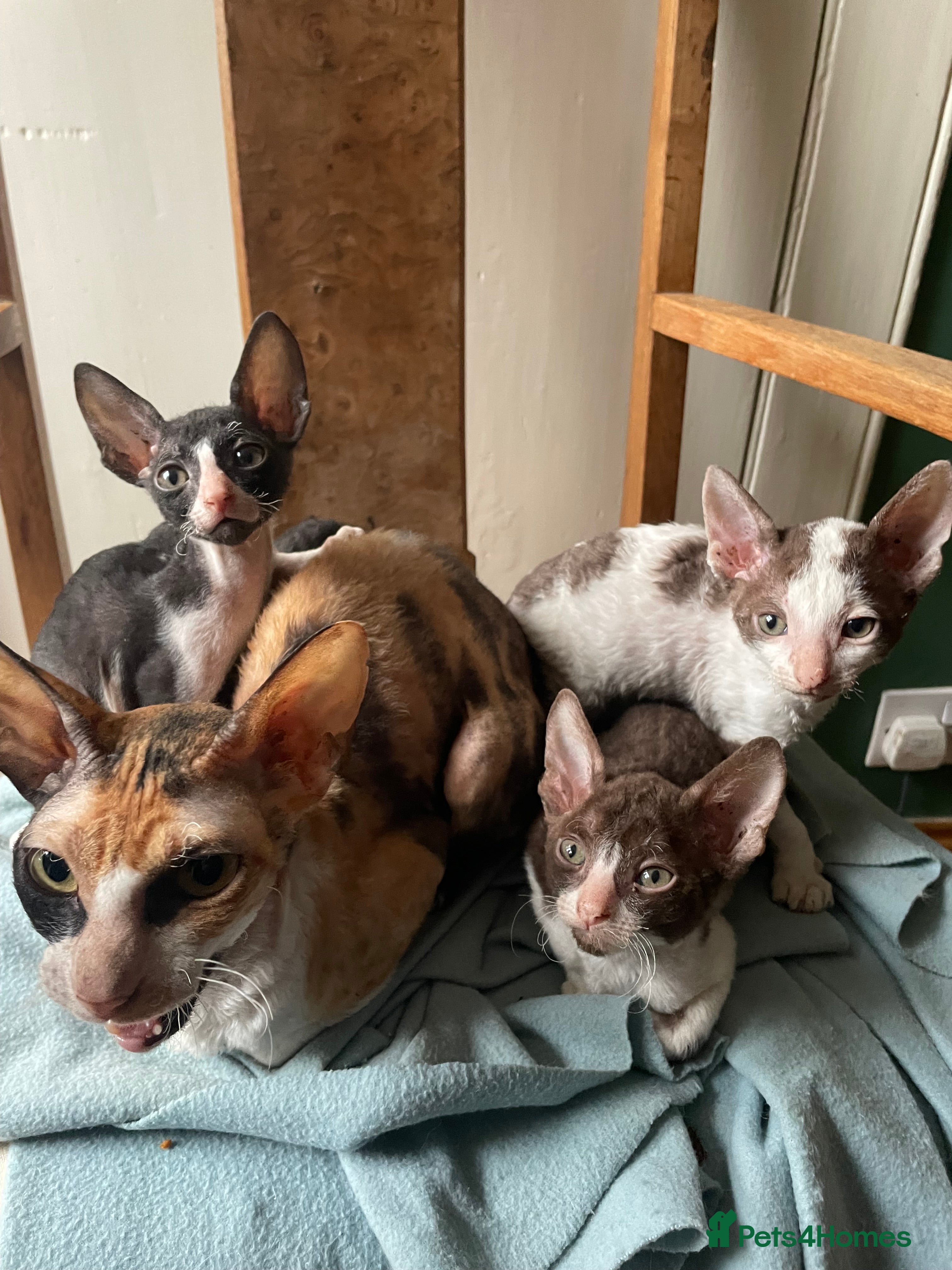 Cornish Rex cats Ready now -  gccf registered Cornish Rex - Advert 1