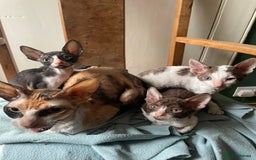 Cornish Rex cats for sale: Cornish rex - gccf registered  - Image 2