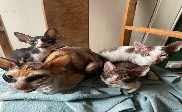 Cornish Rex cats - Advert 1