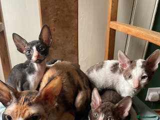 Cornish Rex cats Ready now - gccf registered Cornish Rex - Advert 4