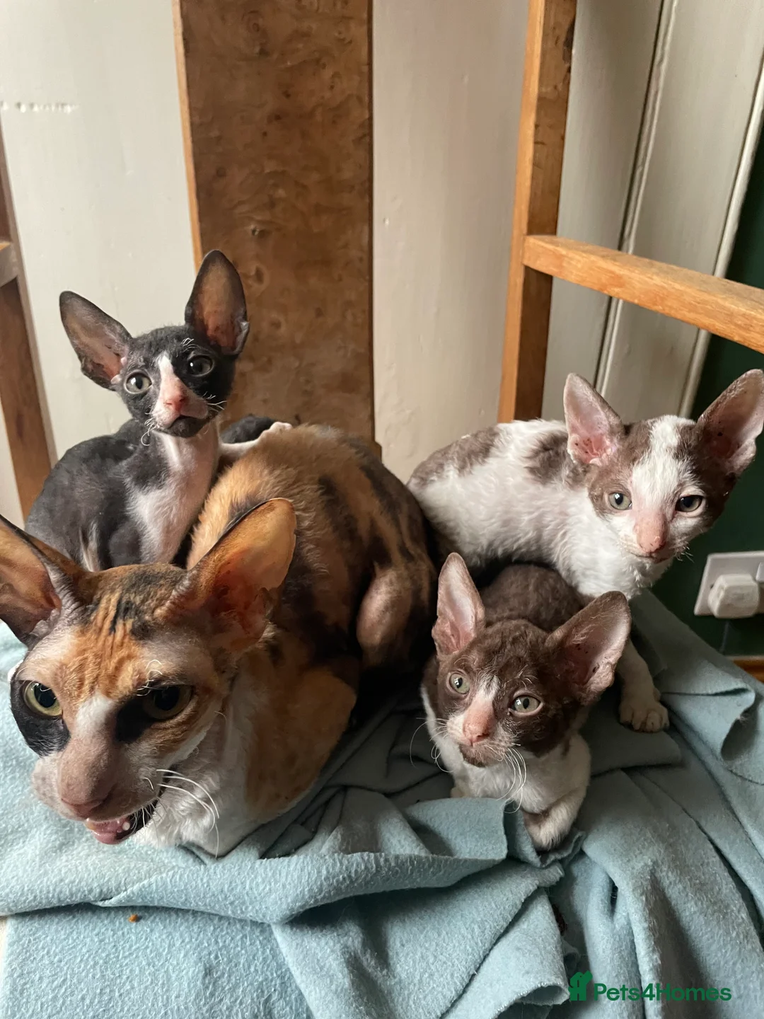Cornish Rex cats for sale: Ready now -  gccf registered Cornish Rex - Advert 1