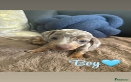 Miniature Dachshund dogs for sale: Kc registered  miniature dachshund puppies - Image 2