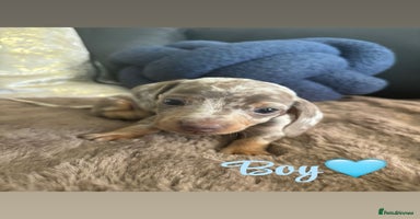 Miniature Dachshund dogs - Advert 12