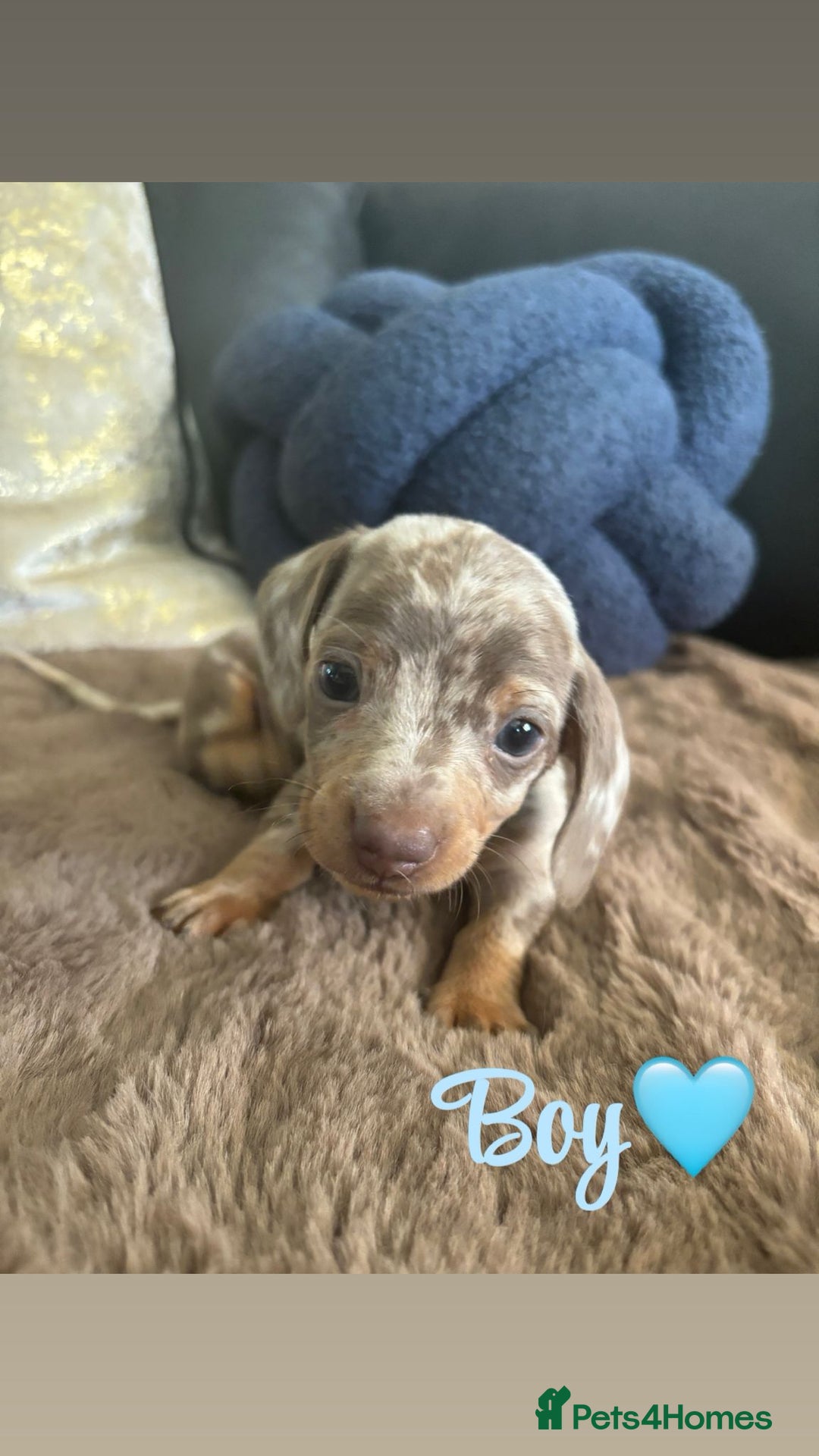 Miniature Dachshund dogs for sale: Kc registered  miniature dachshund puppies - Image 2