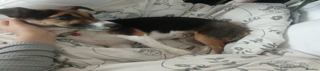 Jack Russell Puppy 2