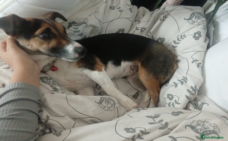 Jack Russell dogs - Advert 1
