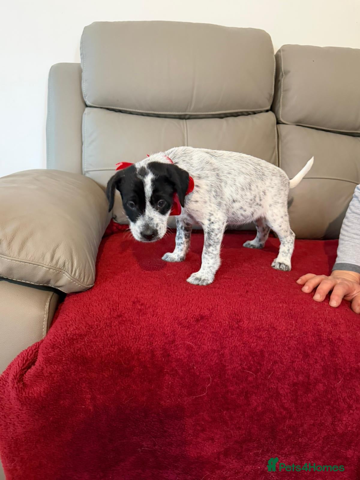 Mixed Breed dogs 🐾🍁MAPLE – a Sweet, Speckled Little Treasure🍁🐾 - Advert 1