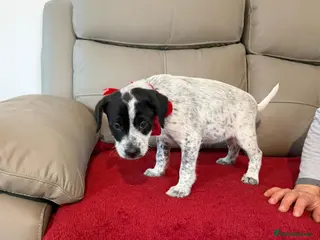 Mixed Breed dogs 🐾🍁MAPLE – a Sweet, Speckled Little Treasure🍁🐾 - Advert 1