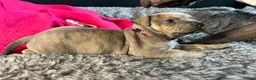 American Bull Staffy dogs for sale: American Bull Staff puppies looking for new homes! in Southampton - Advert 16