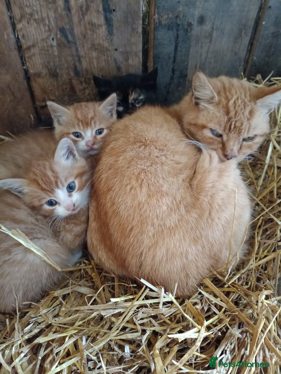 Mixed Breed cats for sale: 3 male ginger and 3 female Tortie kittens - Advert 16