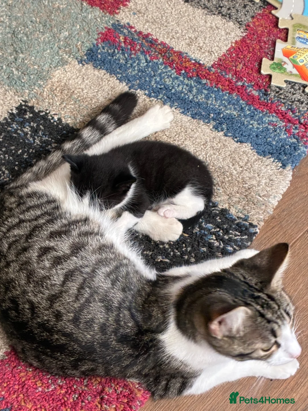 Mixed Breed cats for sale: Gorgeous Cuddley Kittens - Advert 23