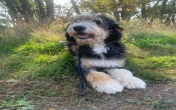 Bernedoodle dogs for sale: Blue Merle/Tri/Blue White Standard Bernedoodle. - Image 9
