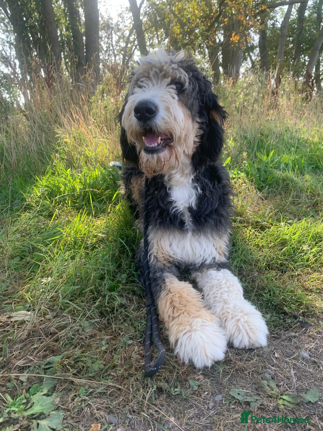 Bernedoodle dogs for sale: Blue Merle/Tri/Blue White Standard Bernedoodle. - Image 9