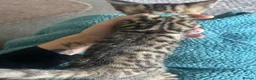 Mixed Breed cats for sale: Kitten  - Advert 5