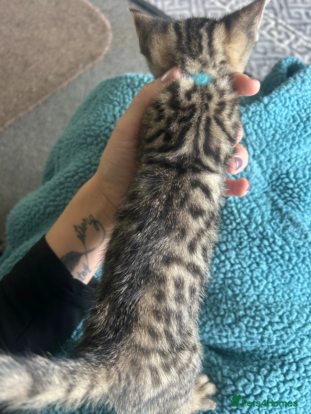Mixed Breed cats for sale: Kitten  - Advert 5