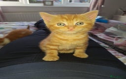 Domestic Shorthair cats for sale: Beautiful Ginger Kittens  - Image 4
