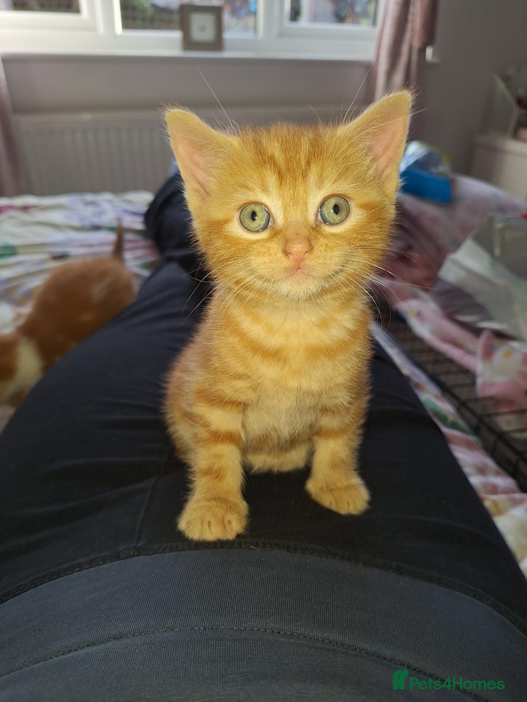 Domestic Shorthair cats for sale: Beautiful Ginger Kittens  - Image 4