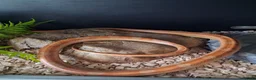 Corn Snake reptiles for sale: Various corn snakes for sale, Snow Tessera & more - Advert 21