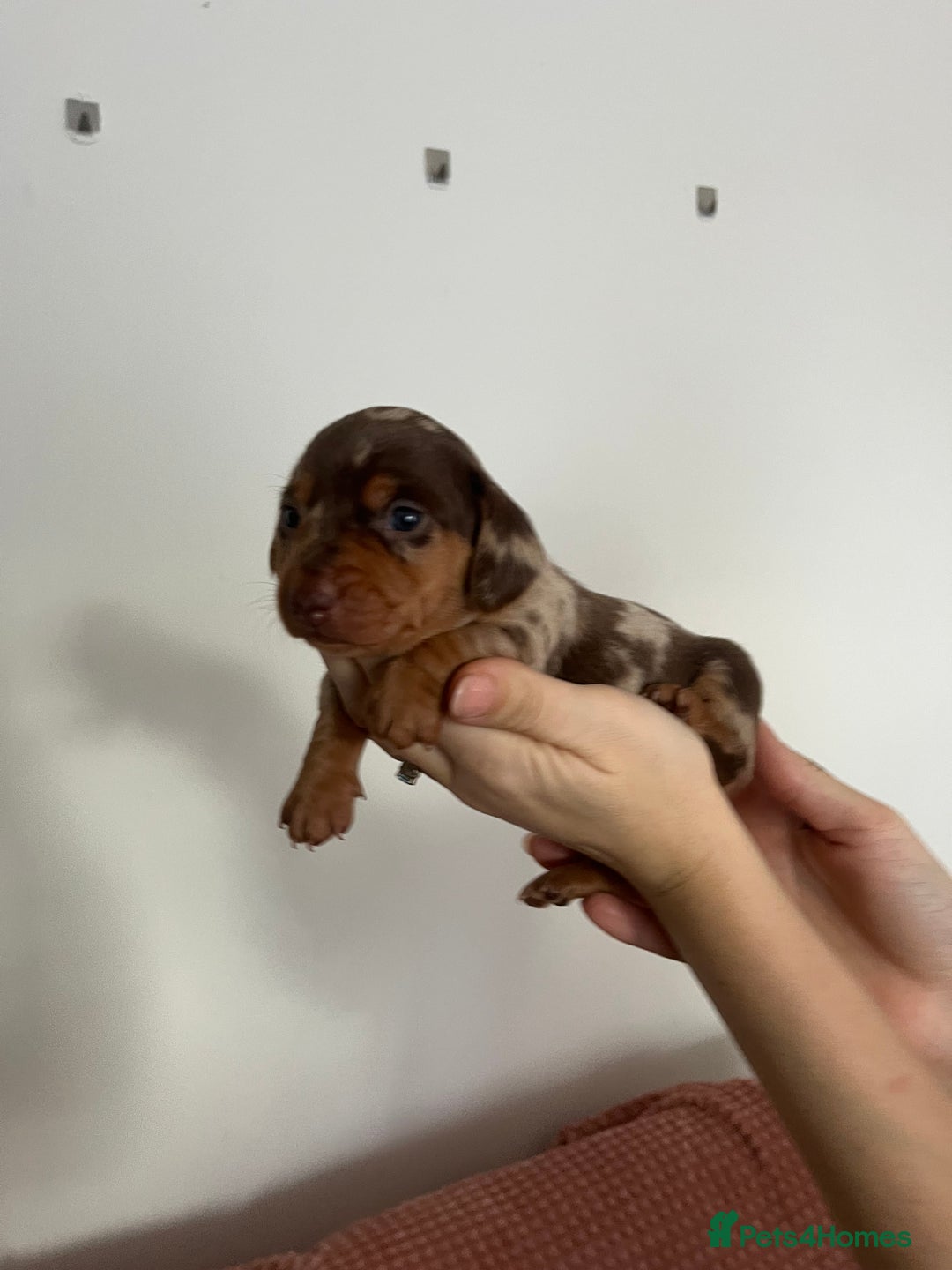 Miniature Dachshund dogs for sale: Miniature dachshund (short haired) - Advert 10