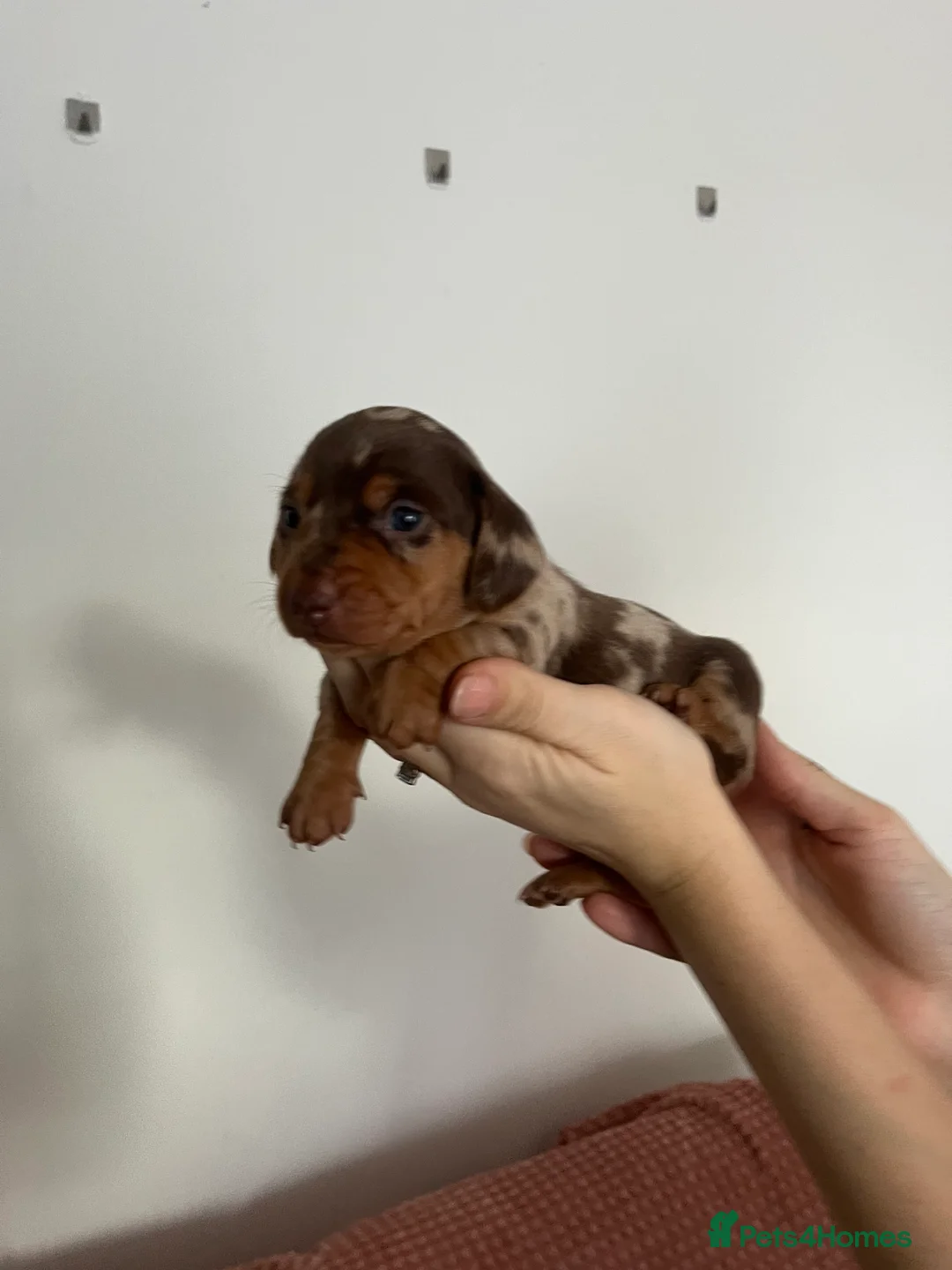 Miniature Dachshund dogs for sale: Miniature dachshund (short haired) - Advert 14