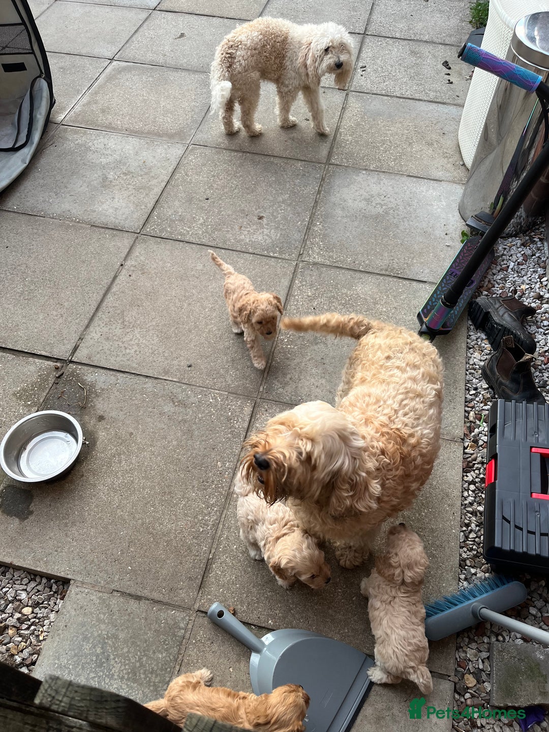 Cockapoo dogs for sale: Gorgeous Cockapoo Pups - Image 2