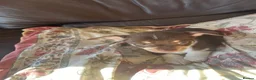 Chihuahua dogs for sale: 5 Beautiful Chihuahua Puppies For Sale  - Advert 12