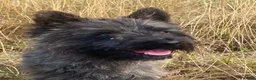Cairn Terrier dogs for sale: Cairn Terrier Puppies - Advert 9
