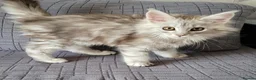 Maine Coon cats for sale: Tica registered maine coon kittens  - Advert 4
