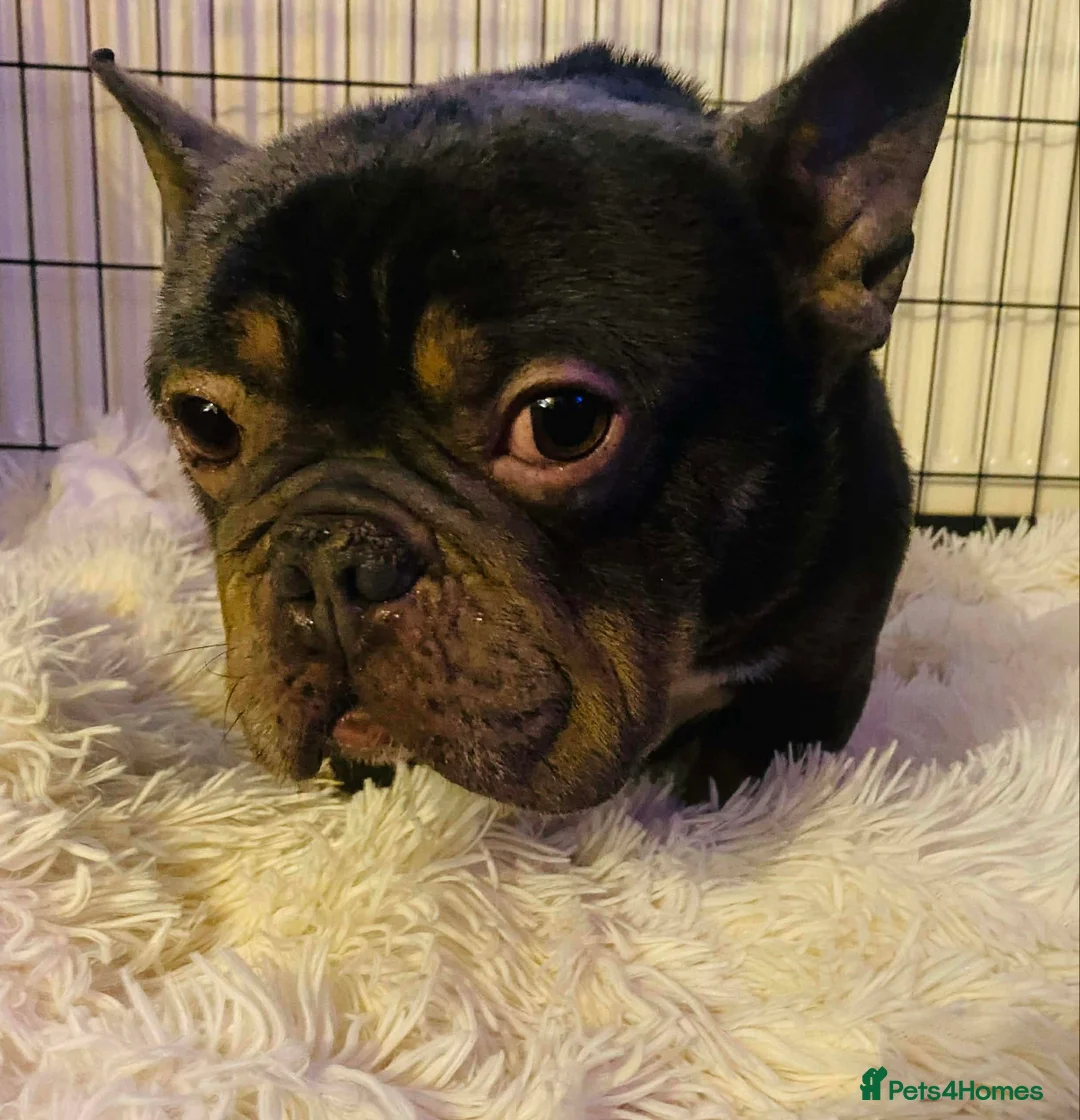 French Bulldog dogs for adoption: Jack needs a loving home  - Advert 2