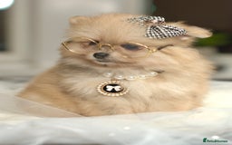 Pomeranian dogs for sale: ✨Tiny Teddy Face 🐻 KC Registered Parents ✨ - Image 8