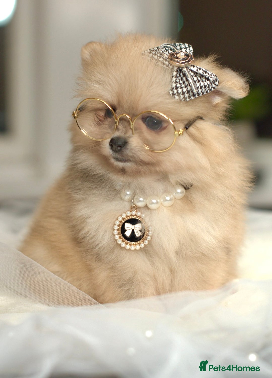 Pomeranian dogs for sale: ✨Tiny Teddy Face 🐻 KC Registered Parents ✨ - Image 8
