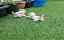 Exotic cats for sale: Cat kitten  - Image 3