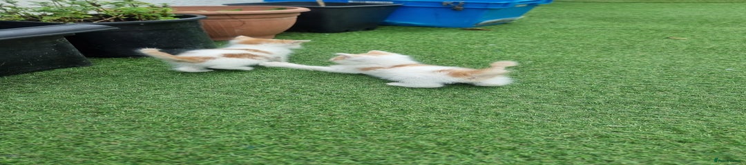 Exotic Kitten 3