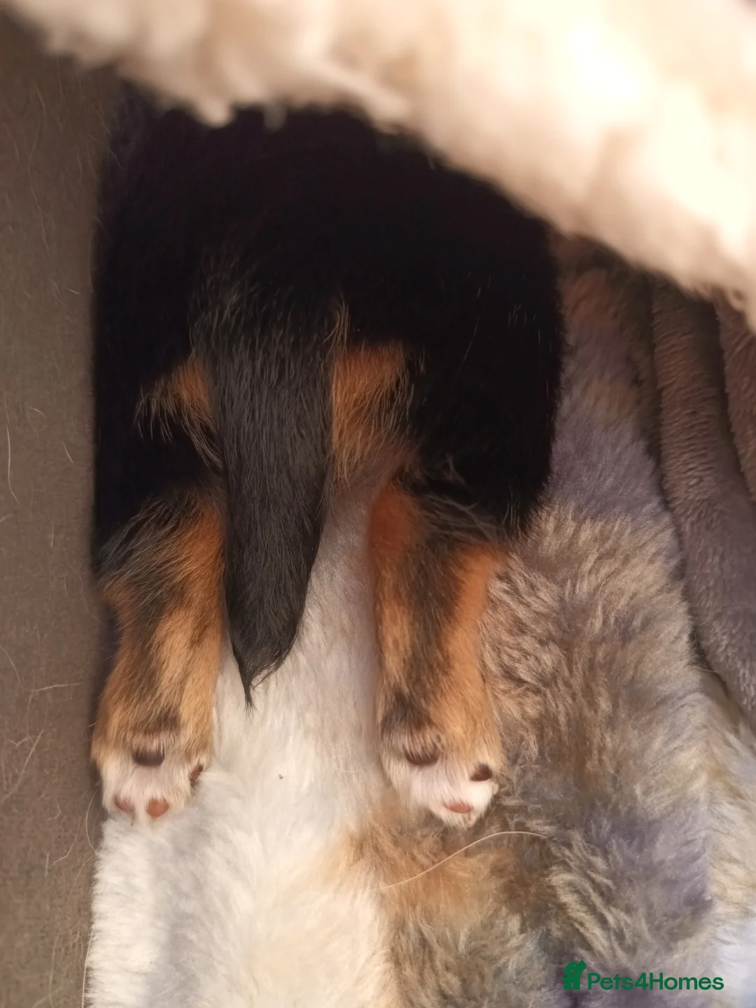 Mixed Breed dogs for sale: Small Mixed Breed Puppy  - Advert 9