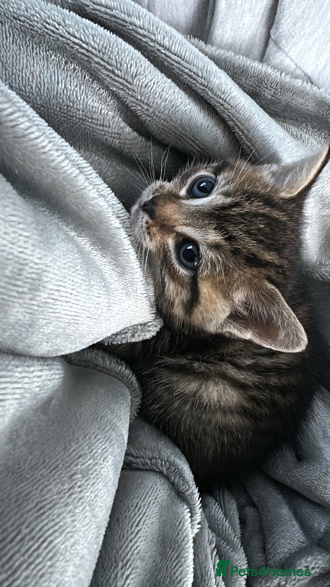 Mixed Breed cats for sale: Female kittens - Advert 6