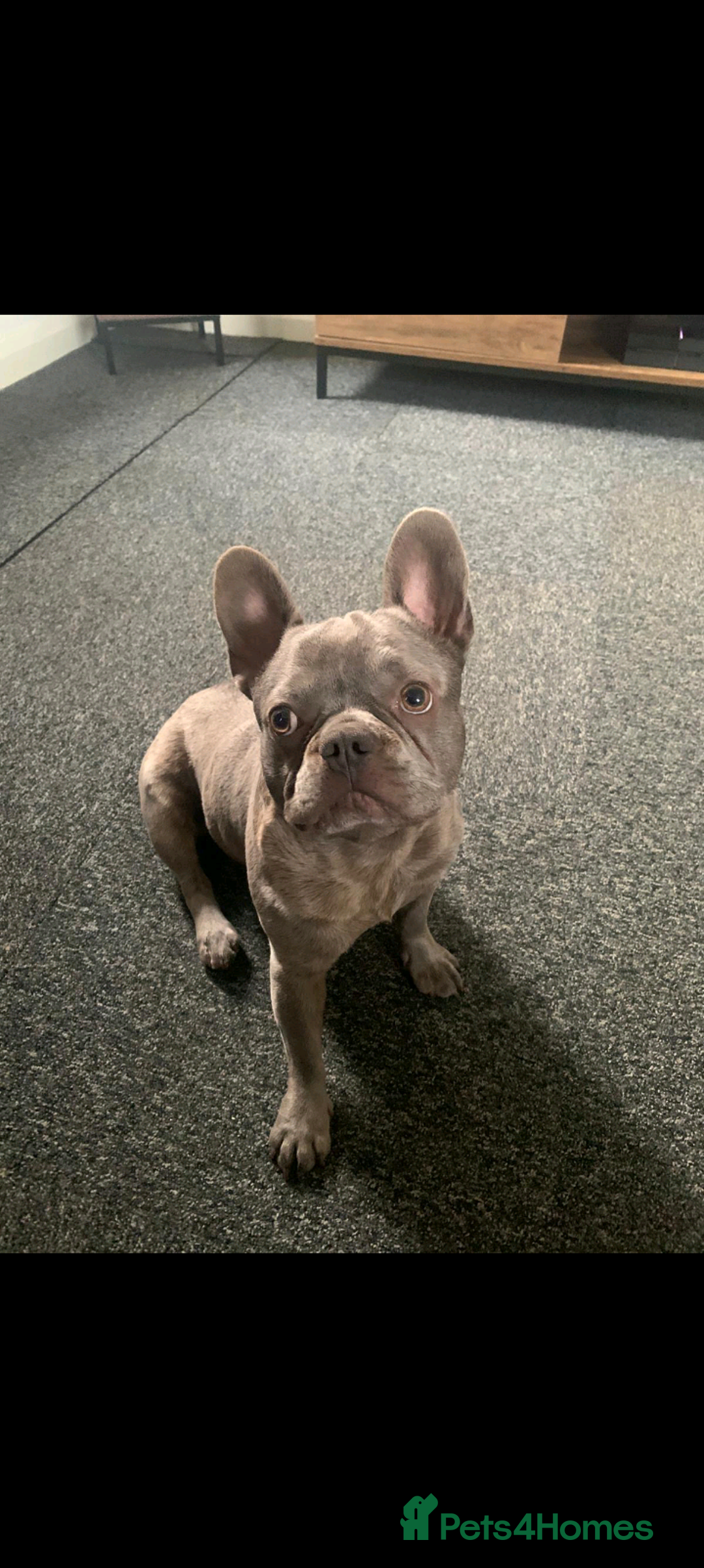 French Bulldog dogs for sale: French Bulldog - Advert 3