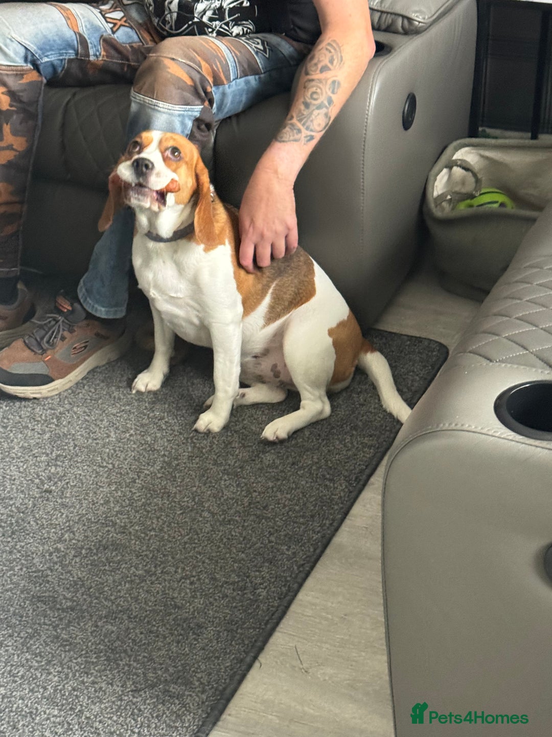 Beagle dogs for sale: Beagle puppies  - Advert 1