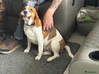 Beagle dogs Beagle puppies - Advert 4