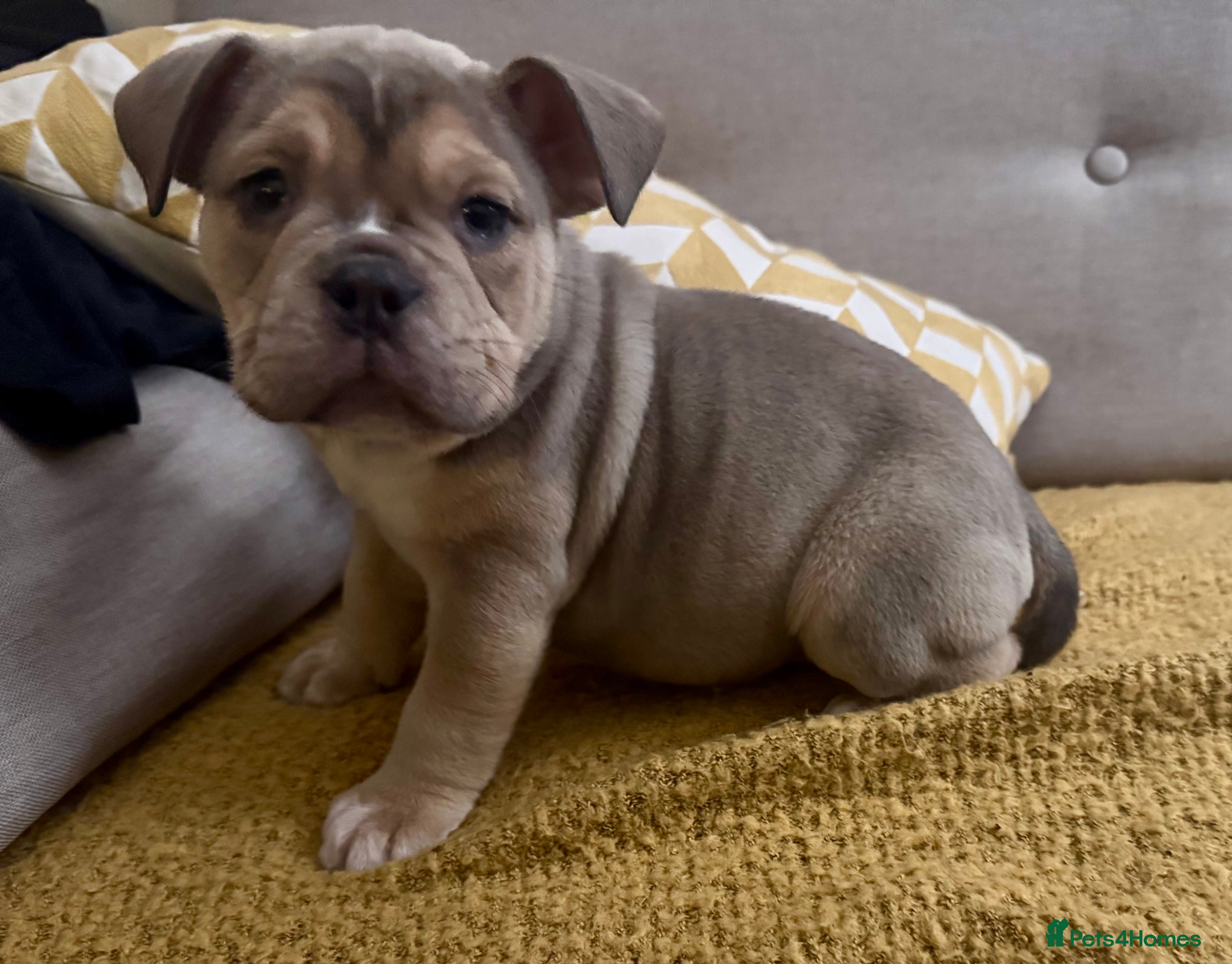 Olde English Bulldogge dogs Stunning Olde English Bulldog puppies - Advert 2