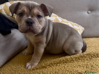 Olde English Bulldogge dogs Stunning Olde English Bulldog puppies - Advert 2