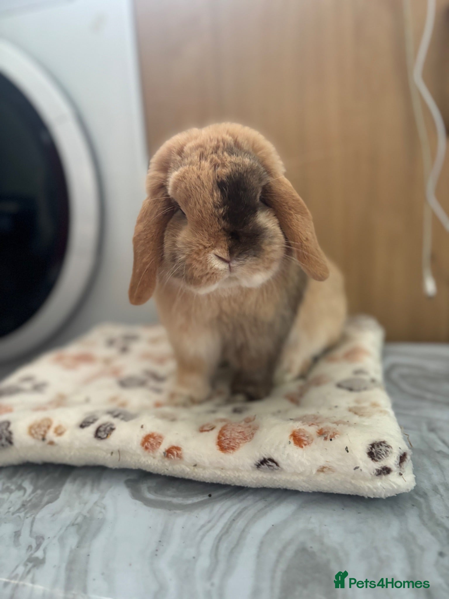 Mini Lop rabbits Breeding/Pet home mini lops.  - Advert 1