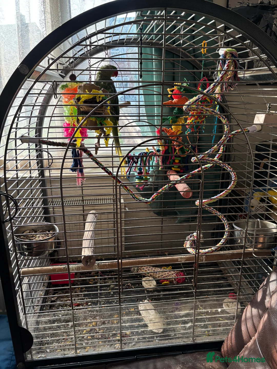 Parrots birds for sale: Alexandrine parrot female in Grimsby - Advert 3