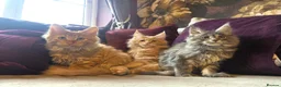 Maine Coon cats for sale: TiCA reg/Parents Fully Health Tested - Advert 12