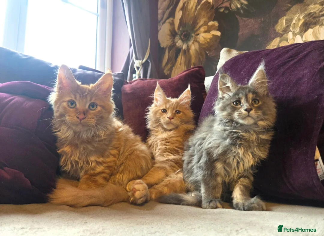 Maine Coon cats for sale: TiCA reg/Parents Fully Health Tested - Advert 12