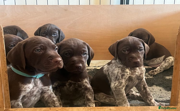German Shorthaired Pointer dogs - Advert 2