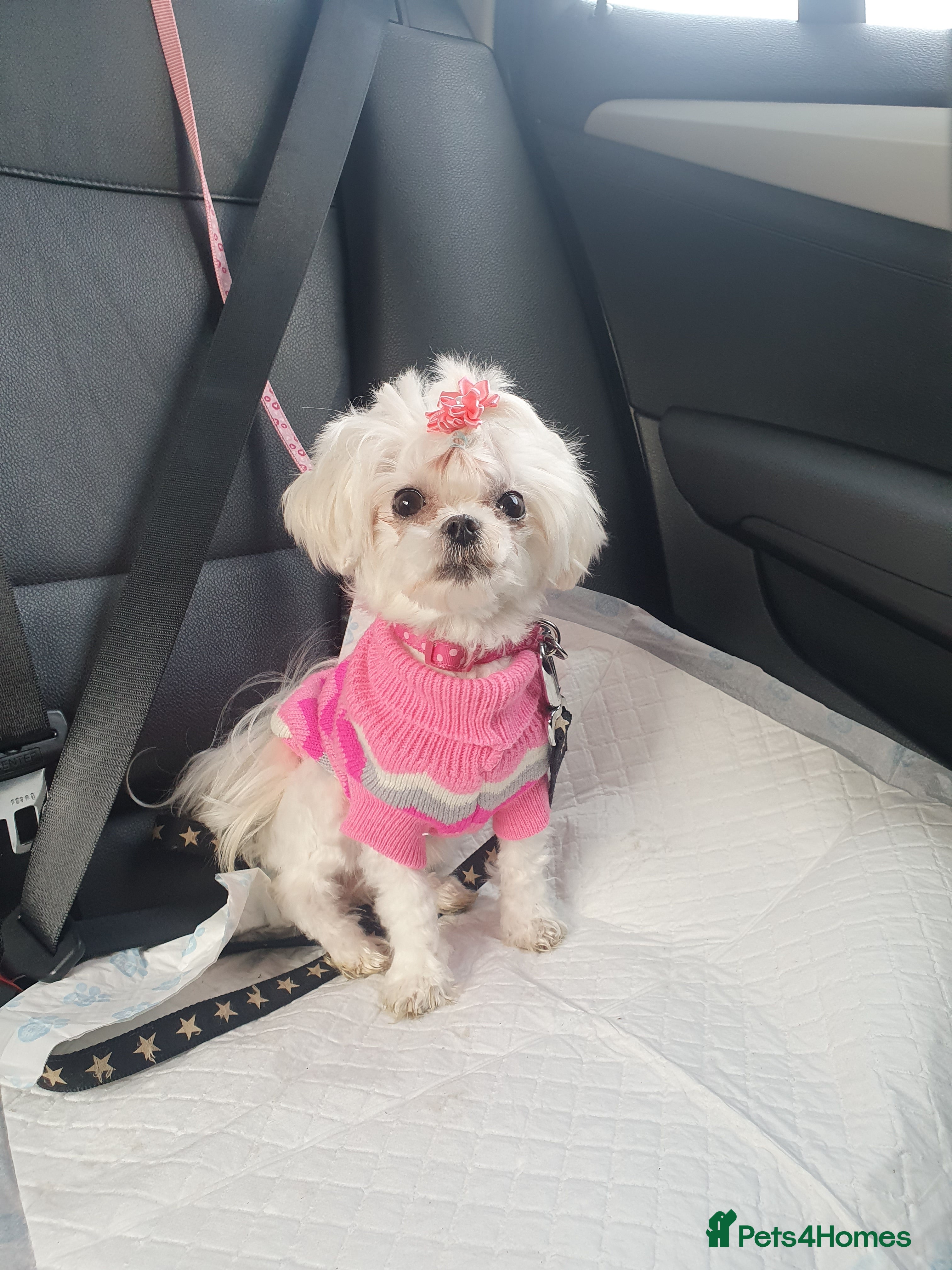 Maltese dogs 💔 Loving Home Needed for Molly 💔 - Advert 3
