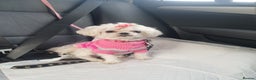 Maltese dogs for sale: 💔 Loving Home Needed for Molly 💔 - Advert 1